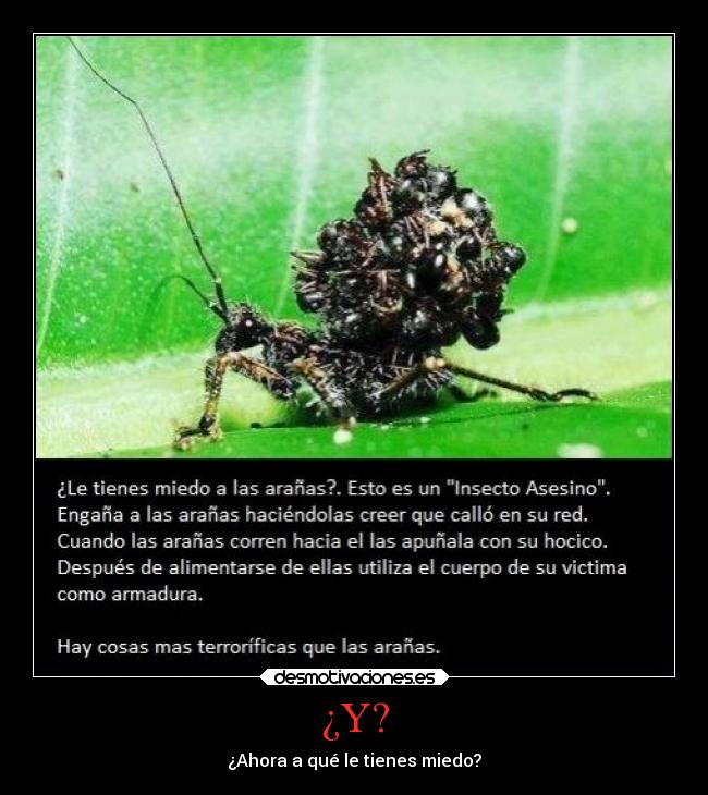 ¿Y? - ¿Ahora a qué le tienes miedo?
