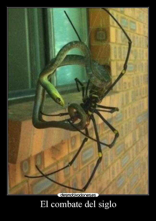 El combate del siglo -