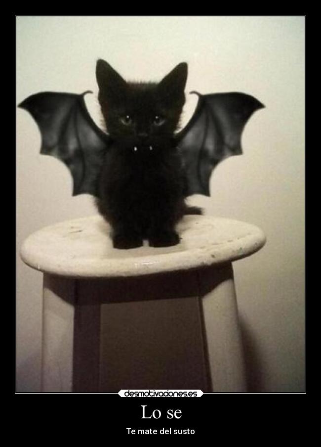 Lo se - Te mate del susto