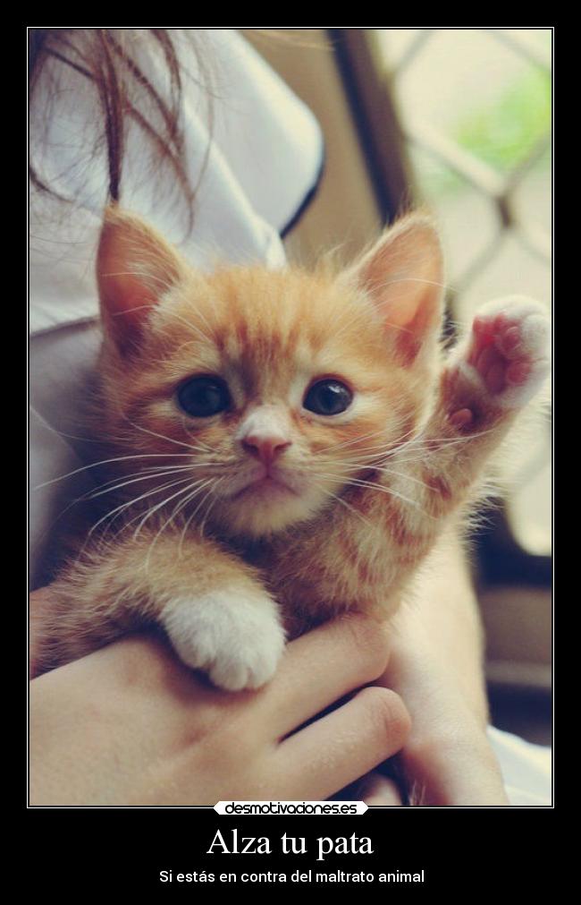 carteles animales desmotivaciones