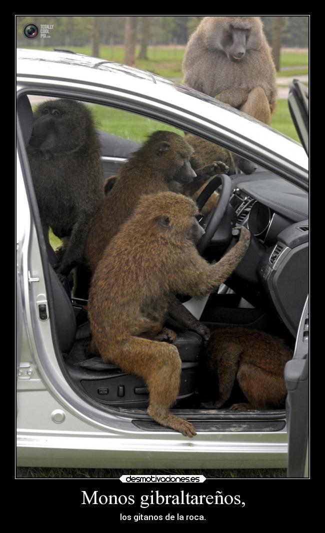 Monos gibraltareños, - los gitanos de la roca.