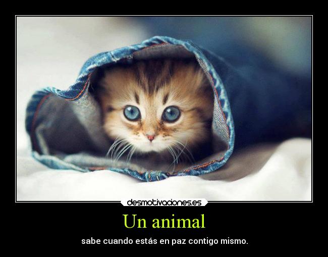 Un animal - sabe cuando estás en paz contigo mismo.