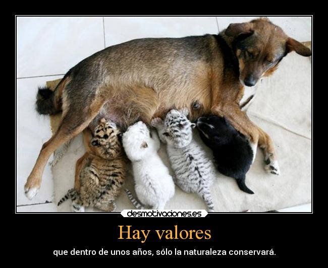 Hay valores - 