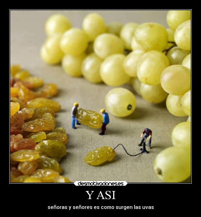 Y ASI - señoras y señores es como surgen las uvas