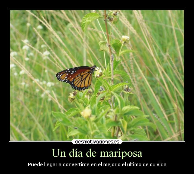 Un día de mariposa - Puede llegar a convertirse en el mejor o el último de su vida