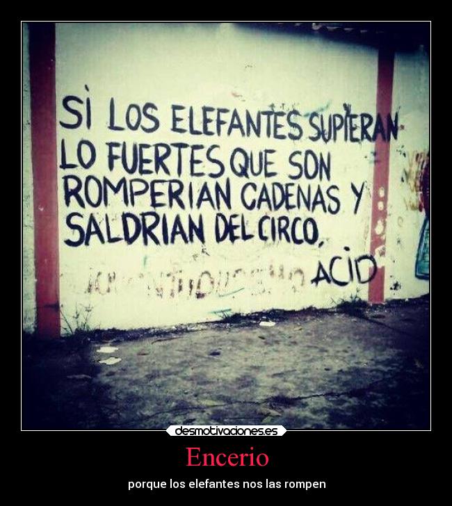 Encerio - porque los elefantes nos las rompen