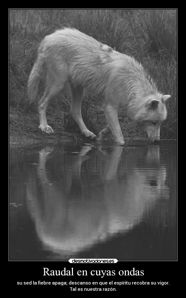 carteles rima gustavo adolfo becquer quiennosabes lobo whitewolfqns desmotivaciones