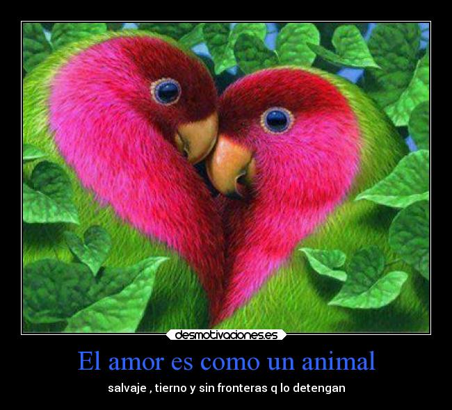 carteles amor amor desmotivaciones