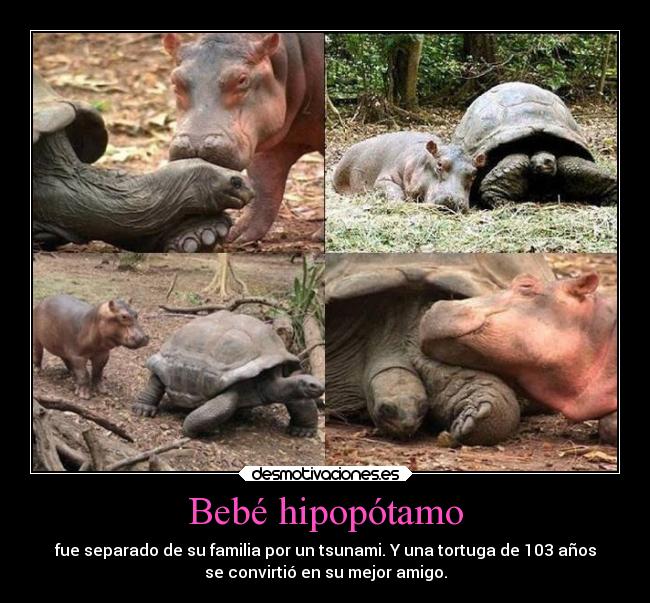 Bebé hipopótamo - fue separado de su familia por un tsunami. Y una tortuga de 103 años
se convirtió en su mejor amigo.