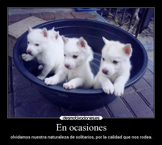 En ocasiones - olvidamos nuestra naturaleza de solitarios, por la calidad que nos rodea.