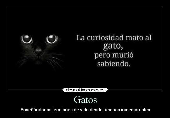 Gatos - Enseñándonos lecciones de vida desde tiempos inmemorables