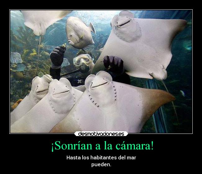 ¡Sonrían a la cámara! - Hasta los habitantes del mar
pueden.