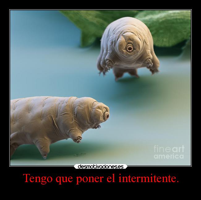 carteles oso agua desmotivaciones