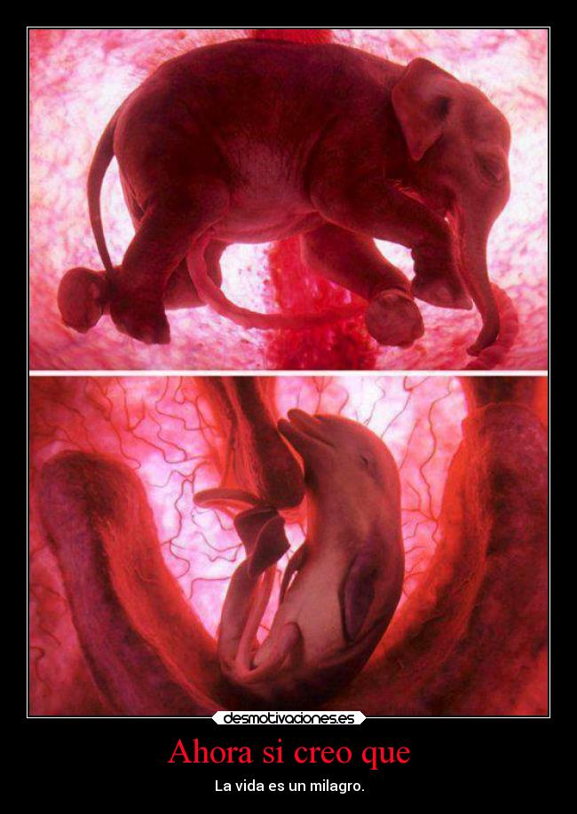 Ahora si creo que - La vida es un milagro.
