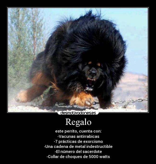 Regalo - este perrito, cuenta con:
-Vacunas antirrabicas
-7 prácticas de exorcismo
-Una cadena de metal indestructible
-El número del sacerdote
-Collar de choques de 5000 watts