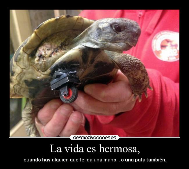 carteles vida alegria desmotivaciones