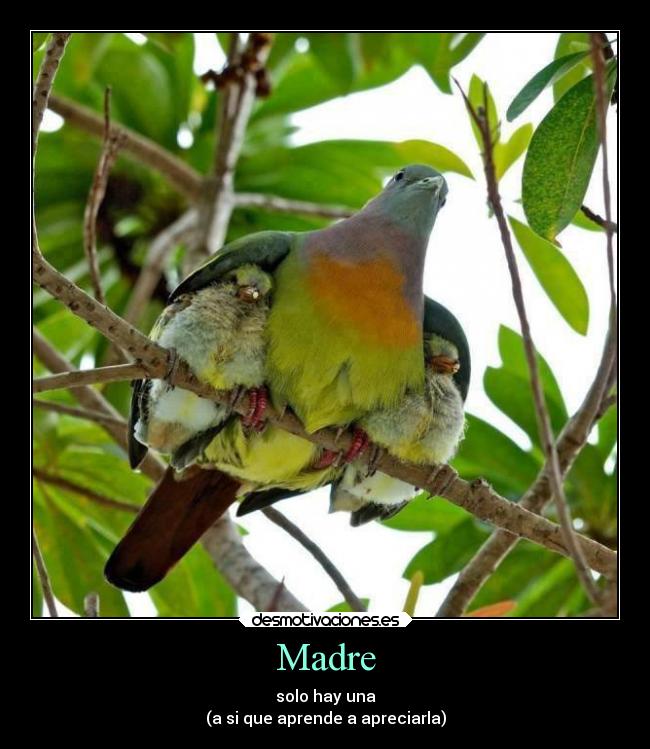 Madre -
