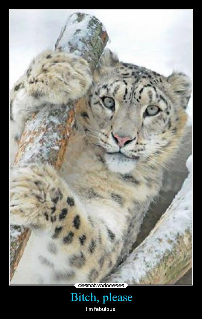 carteles theinmortals raptorhunters humor animales leopardo las nieves desmotivaciones