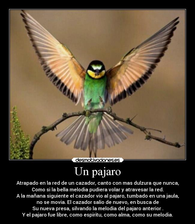 Un pajaro -