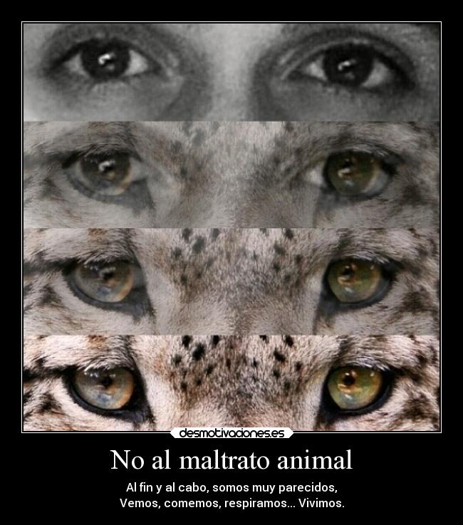 No al maltrato animal - 