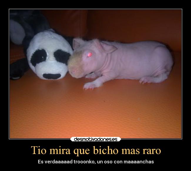 Tio mira que bicho mas raro - 