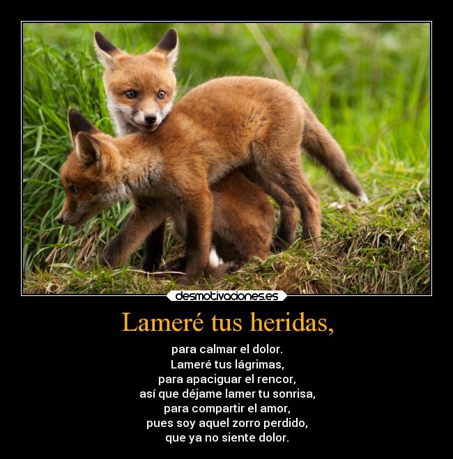 Lameré tus heridas, - para calmar el dolor.
Lameré tus lágrimas,
para apaciguar el rencor,
así que déjame lamer tu sonrisa,
para compartir el amor,
pues soy aquel zorro perdido,
que ya no siente dolor.
