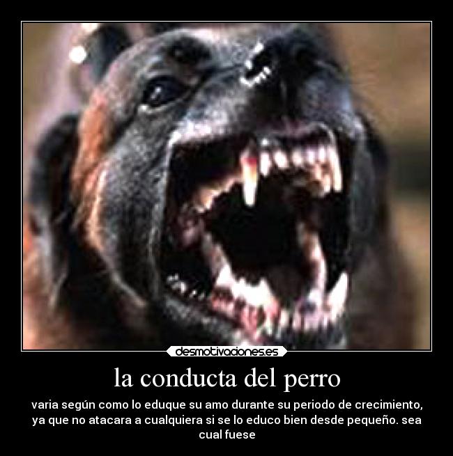 carteles animales desmotivaciones