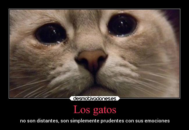 Los gatos -