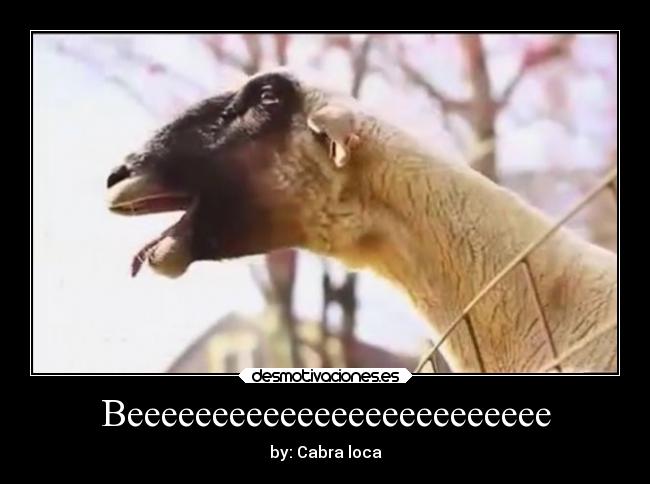 Beeeeeeeeeeeeeeeeeeeeeeeee - by: Cabra loca