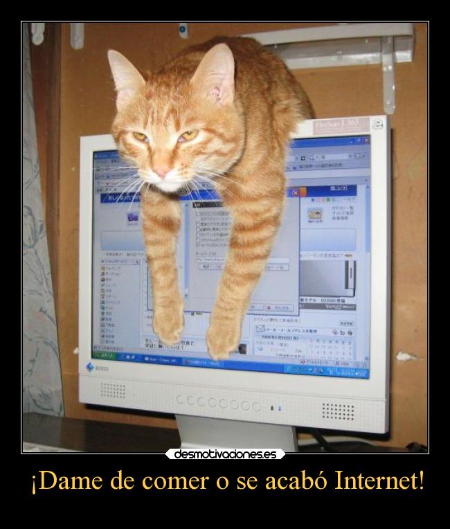 ¡Dame de comer o se acabó Internet! - 