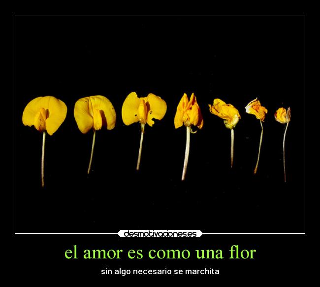 el amor es como una flor - sin algo necesario se marchita