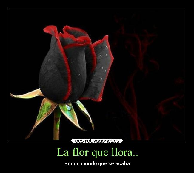 La flor que llora.. -