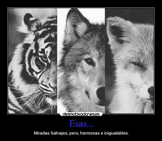 Esas... - Miradas Salvajes, pero, hermosas e inigualables.