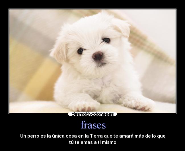 frases - Un perro es la única cosa en la Tierra que te amará más de lo que
tú te amas a ti mismo