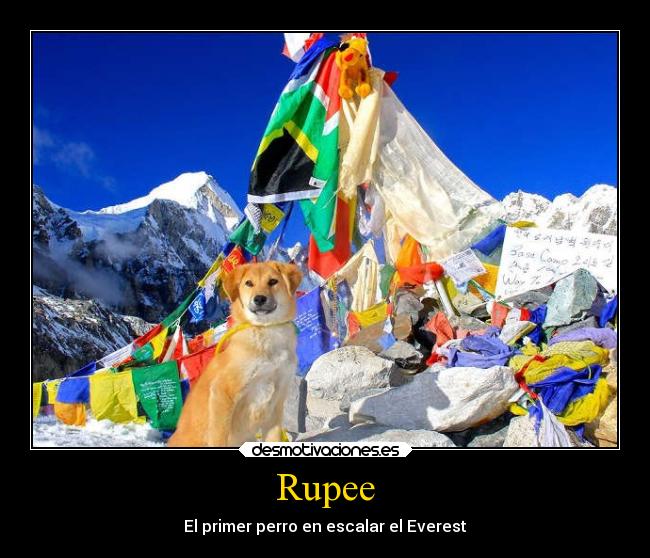 Rupee - El primer perro en escalar el Everest
