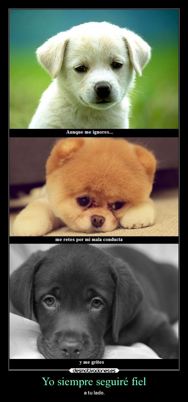 Yo siempre seguiré fiel - 