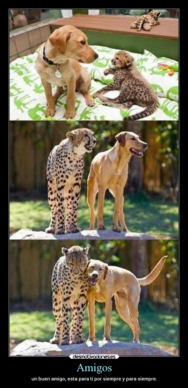 Amigos - un buen amigo, esta para ti por siempre y para siempre.