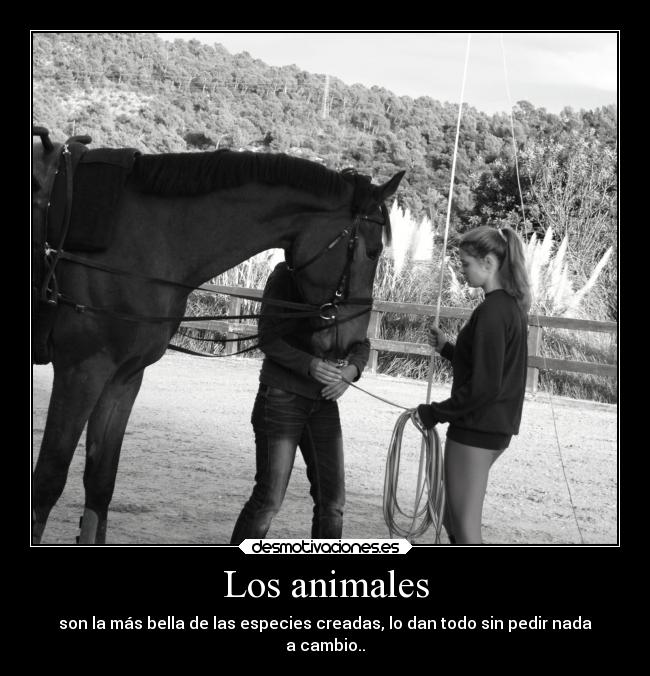 Los animales - son la más bella de las especies creadas, lo dan todo sin pedir nada
a cambio..