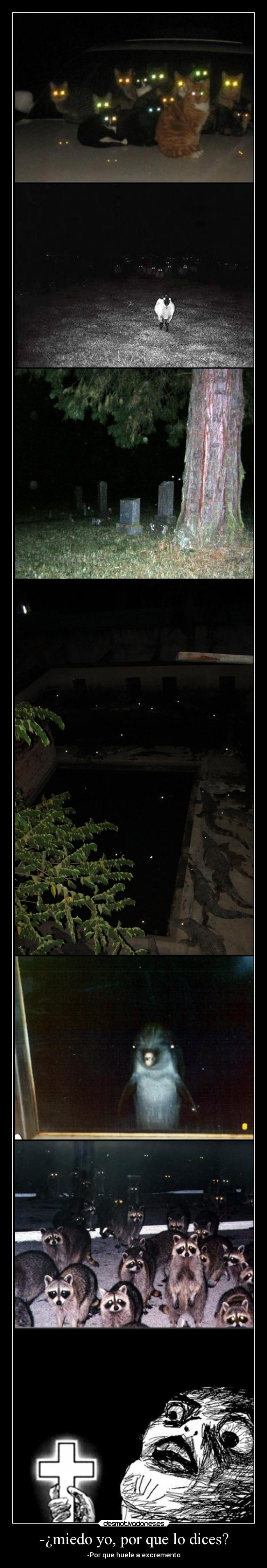 carteles humor gatos cocodrilos cruzingri cementerio meme mapaches delfines ovejas noche miedo desmotivaciones