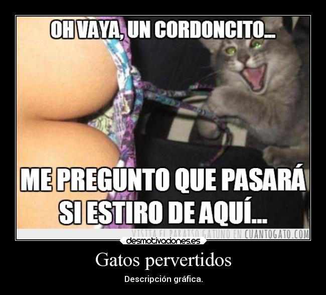 Gatos pervertidos - Descripción gráfica.