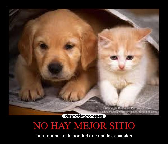 NO HAY MEJOR SITIO - para encontrar la bondad que con los animales