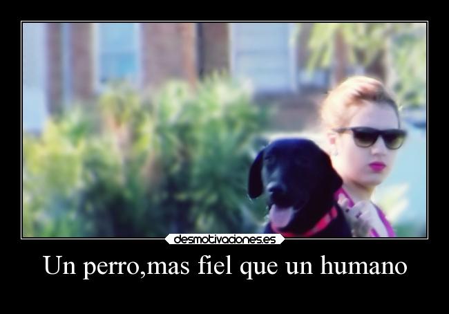 Un perro,mas fiel que un humano -
