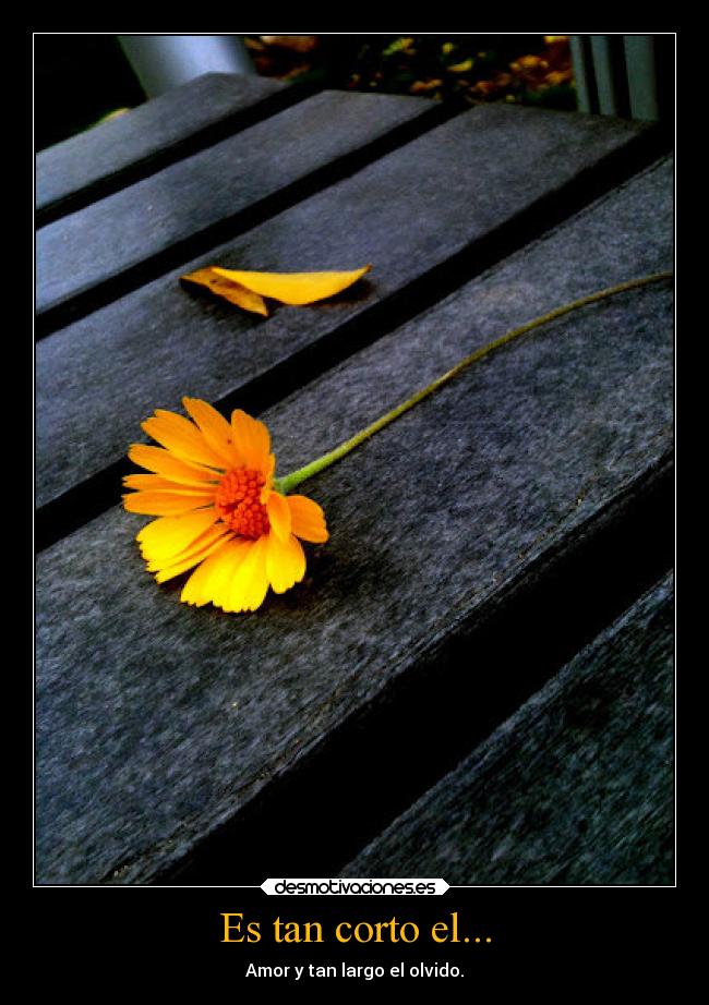 Es tan corto el... - Amor y tan largo el olvido.