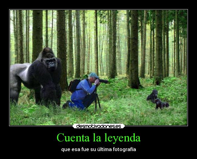 carteles humor animales gorilas desmotivaciones