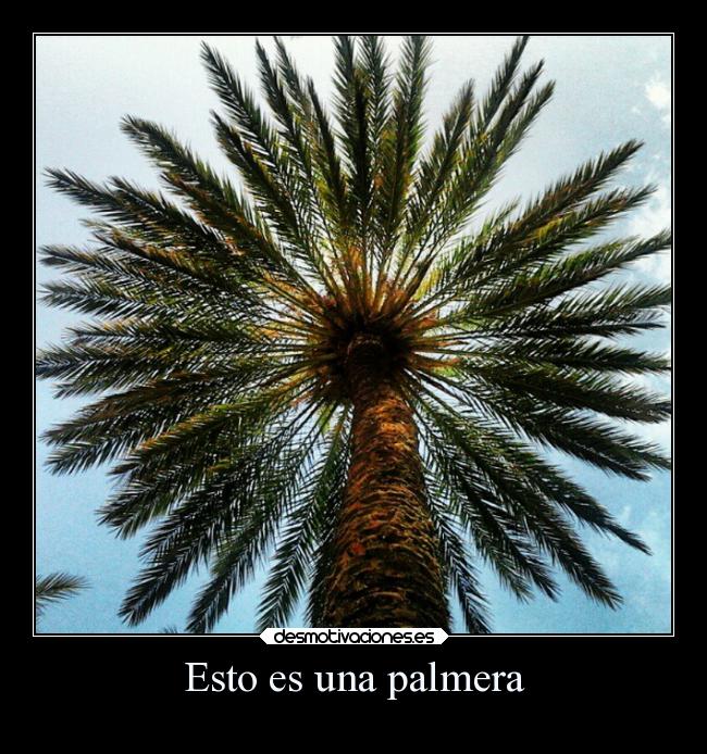 Esto es una palmera -