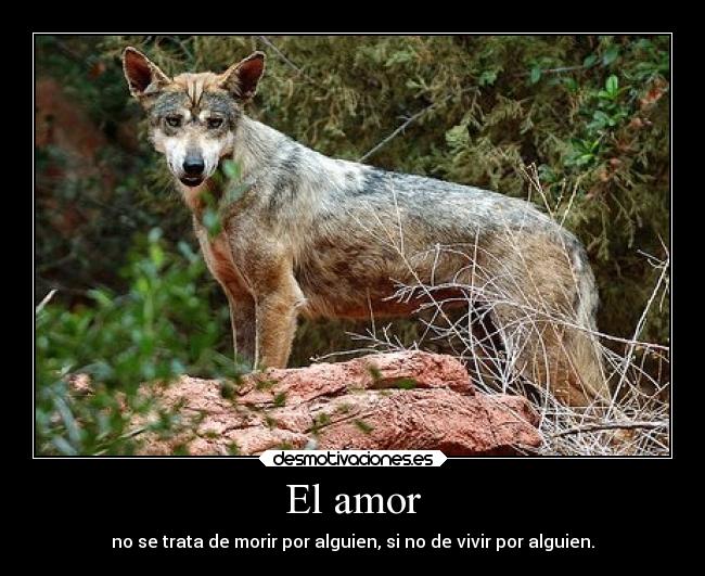 carteles amor amor desmotivaciones