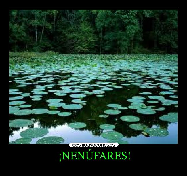 ¡NENÚFARES! -