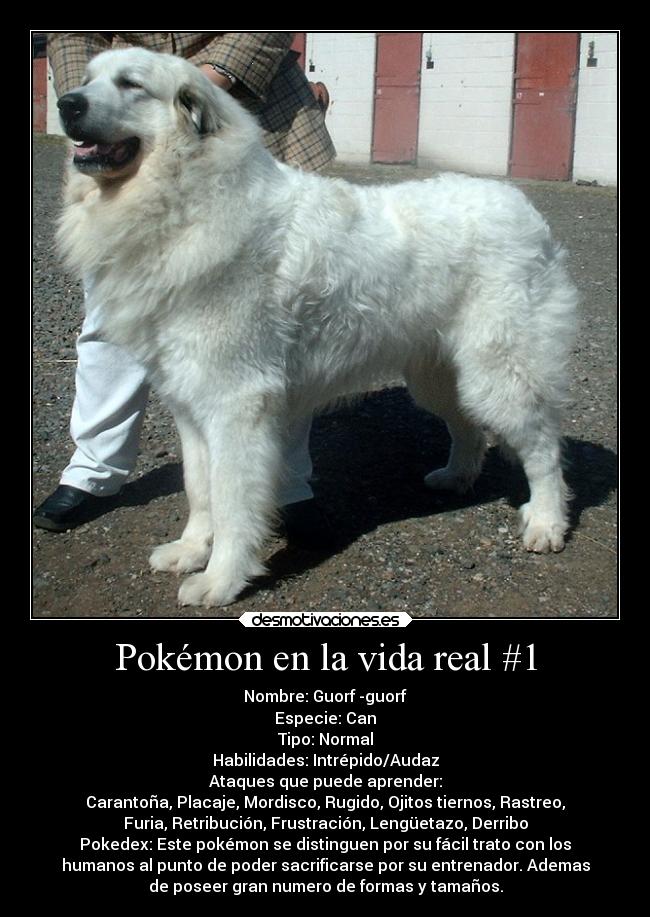 Pokémon en la vida real #1 - Nombre: Guorf -guorf
Especie: Can
Tipo: Normal
Habilidades: Intrépido/Audaz
Ataques que puede aprender:
Carantoña, Placaje, Mordisco, Rugido, Ojitos tiernos, Rastreo,
Furia, Retribución, Frustración, Lengüetazo, Derribo
Pokedex: Este pokémon se distinguen por su fácil trato con los
humanos al punto de poder sacrificarse por su entrenador. Ademas
de poseer gran numero de formas y tamaños.