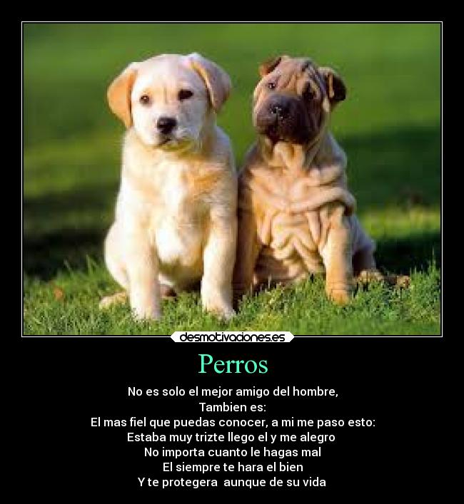 Resultado de imagen para que es el perro