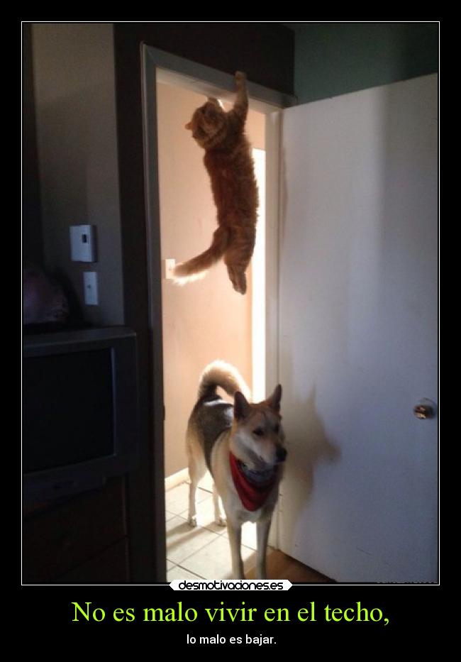 No es malo vivir en el techo, -